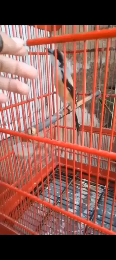 Cedet gacor ,jual fs