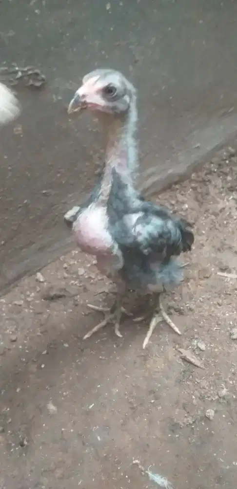 Anakan Ayam Bangkok Birma