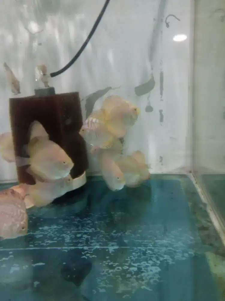 Discus pigeon 2 inchi