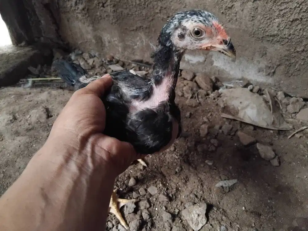 Ayam bangkok 2 bulan