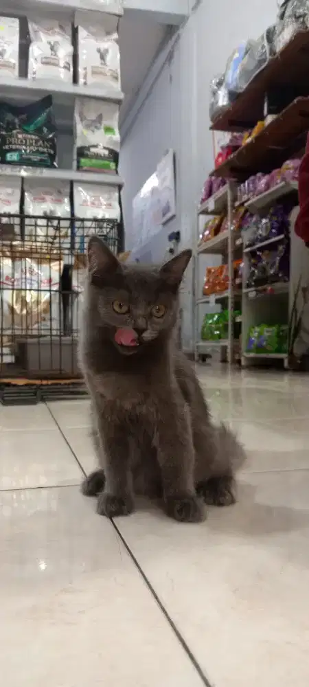 Kucing Persian usia 4 bulan