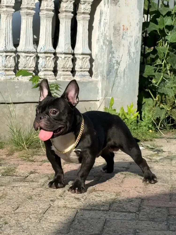 Exotic micro bully jantan american male anjing sultan calon pejantan