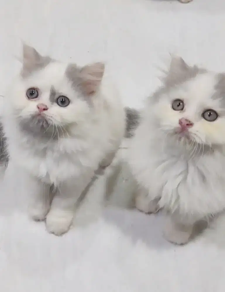 Kitten Jantan dan betina