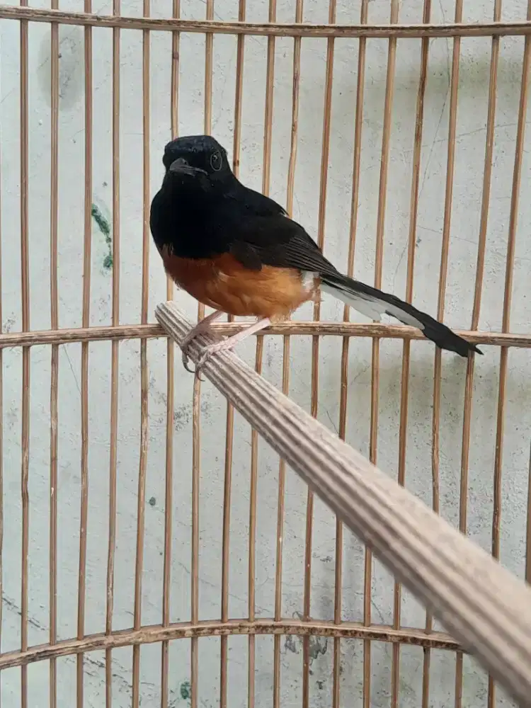 Murai batu jual murah aj jalur cepet