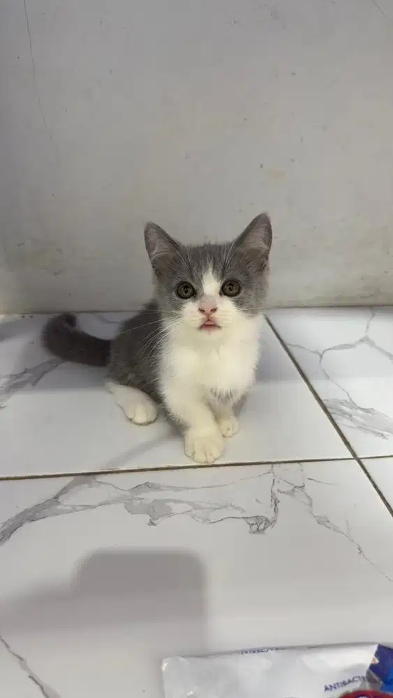 BSH munchkin straight