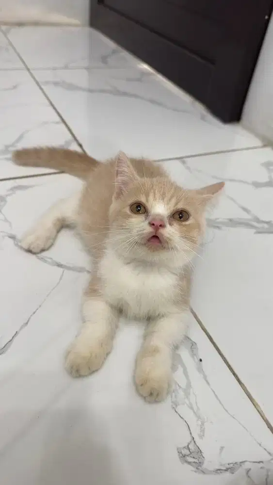 BSH munchkin straight