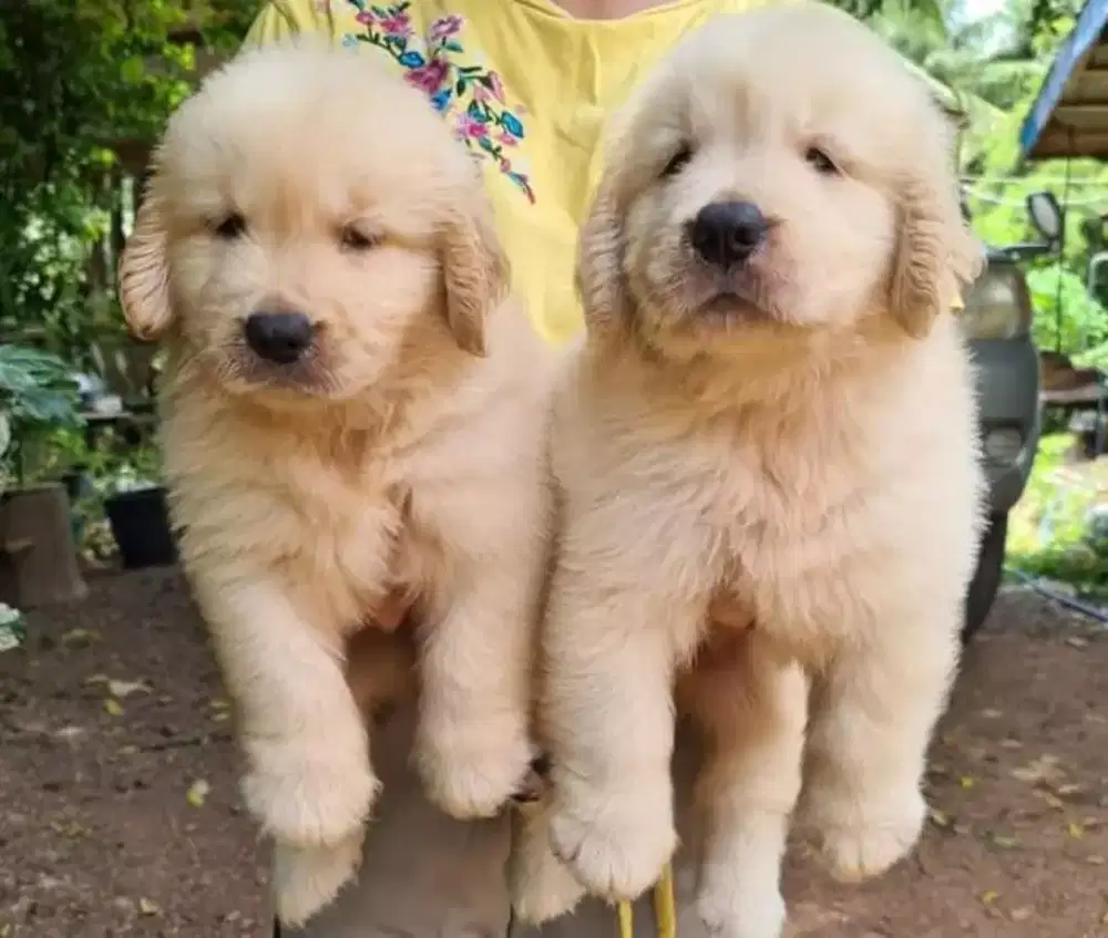 DIJUAL ANAK ANJING GOLDEN RETRIEVER