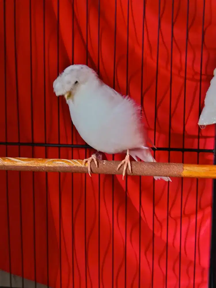 Kenari import Gloster foi24