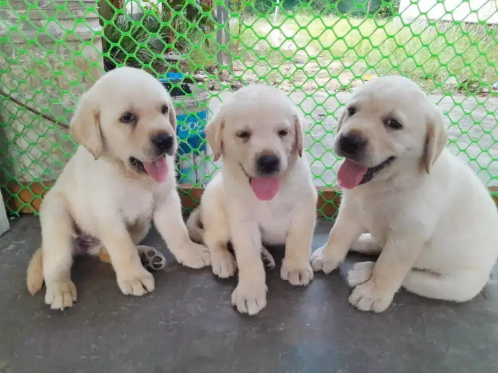 DIJUAL ANAK ANJING LABRADOR