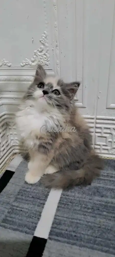 Kucing persia betina/kitten persia flatnose/anakan kucing anggora