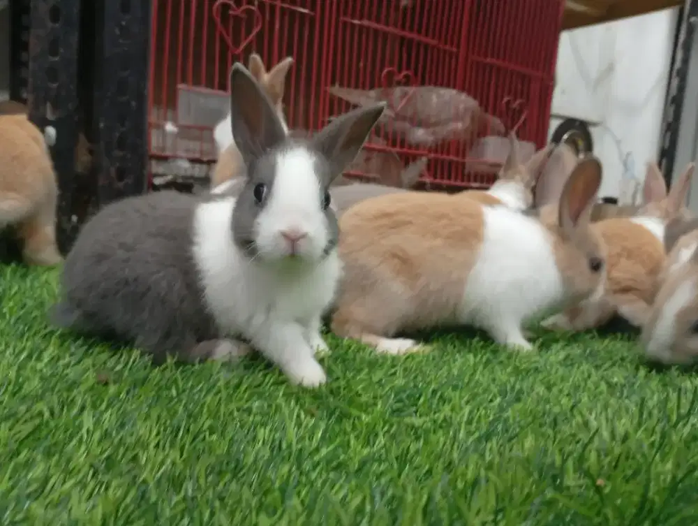 Kelinci hias jenis DUTCH