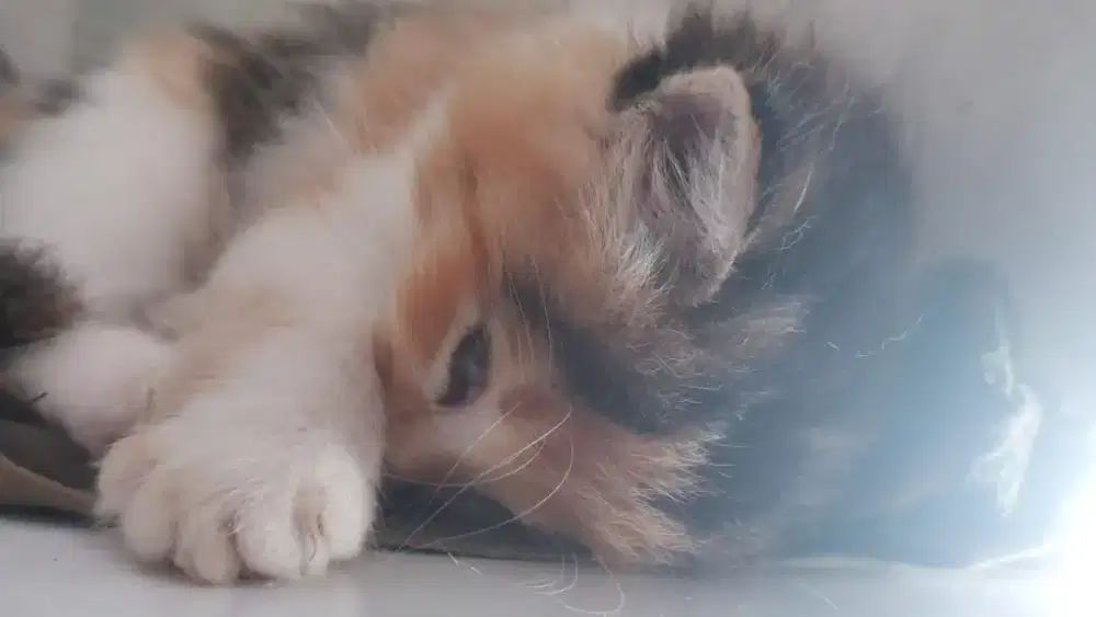 Kucing Kitten Persia Medium