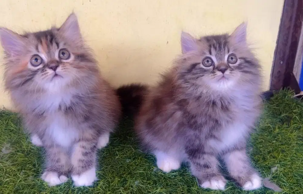 Kucing persia kitten sepasang 3 bln