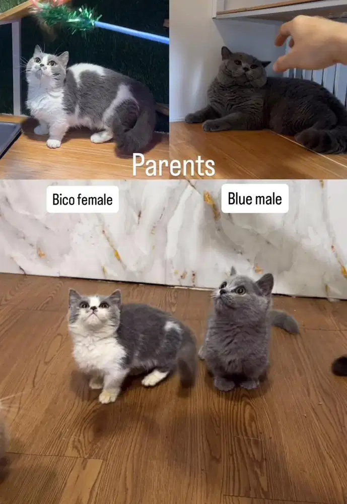 Munchkin bsh female/male