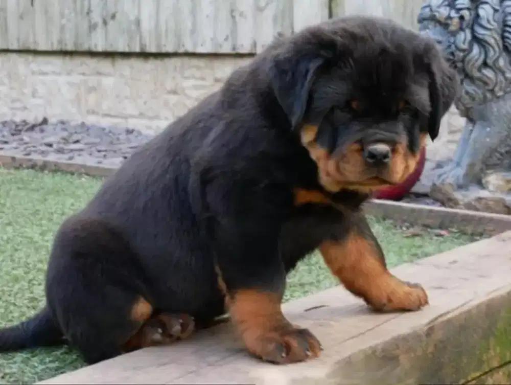 DIJUAL ANAK ANJING ROTTWEILER