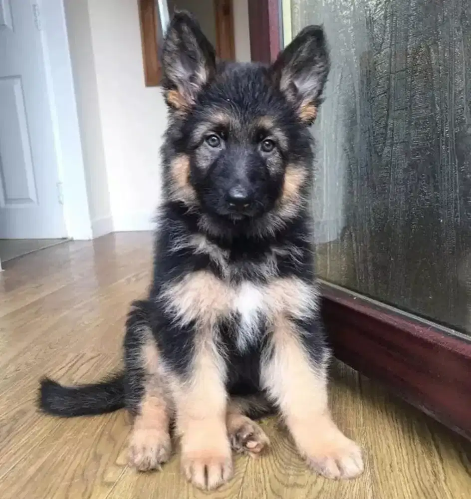 DIJUAL ANAK ANJING GERMAN SHEPHERD/ HERDER