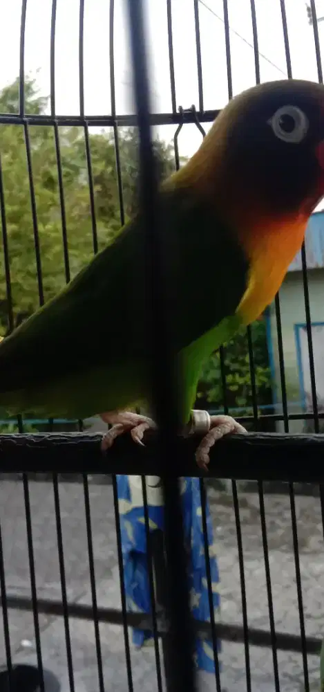 Burung Lovebird bekas durasi