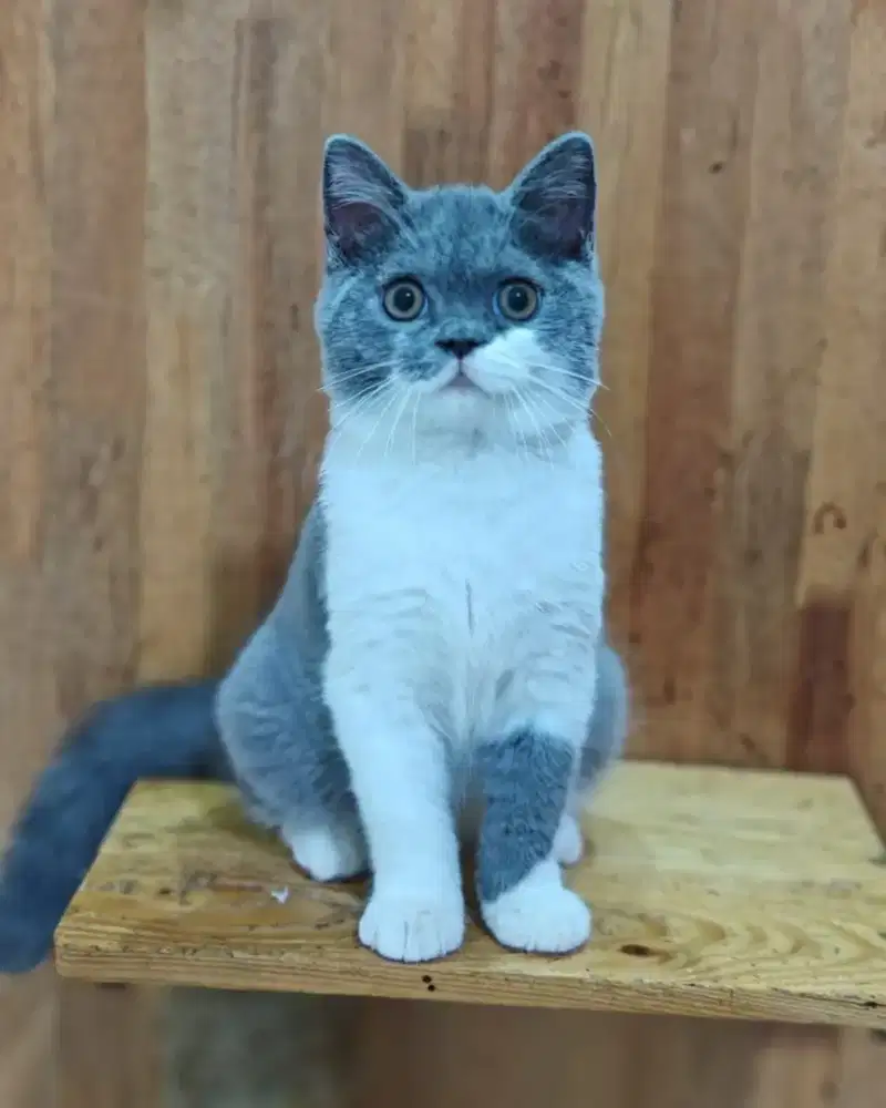 British Short Hair Bicolor