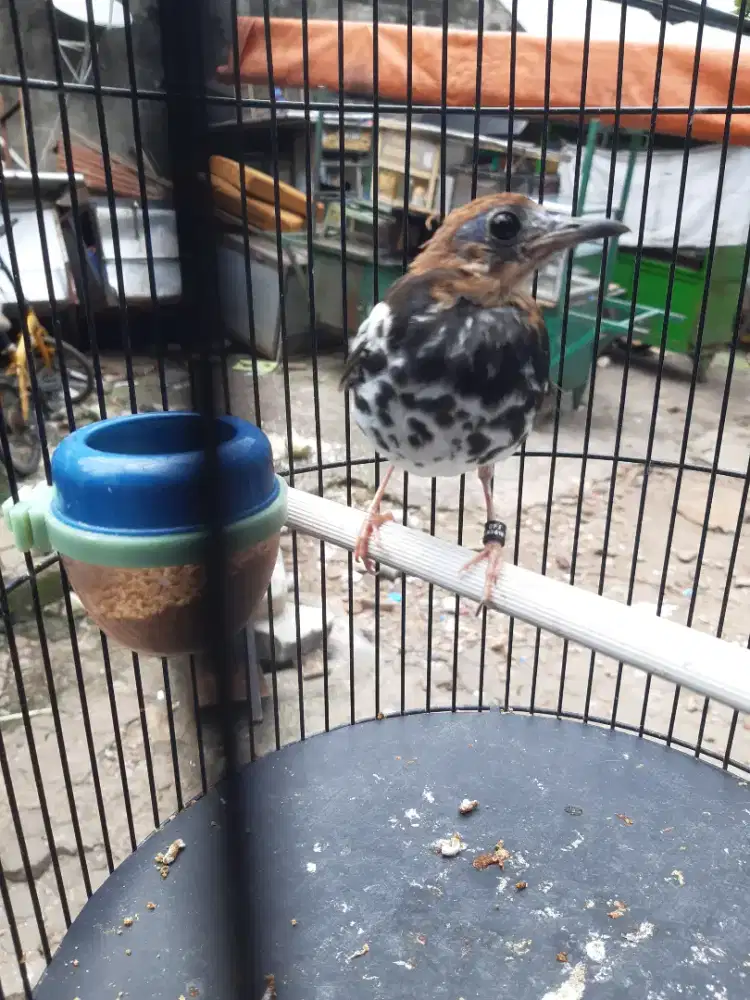 Anis kembas mutasi kedewasa