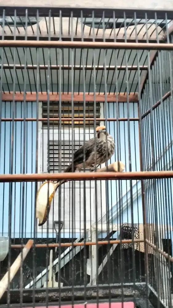 Cucak Rowo betina mapan