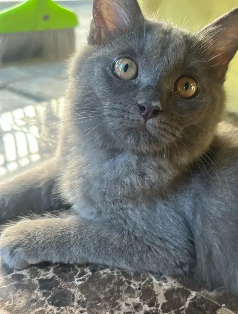 Jual kucing British shorthair