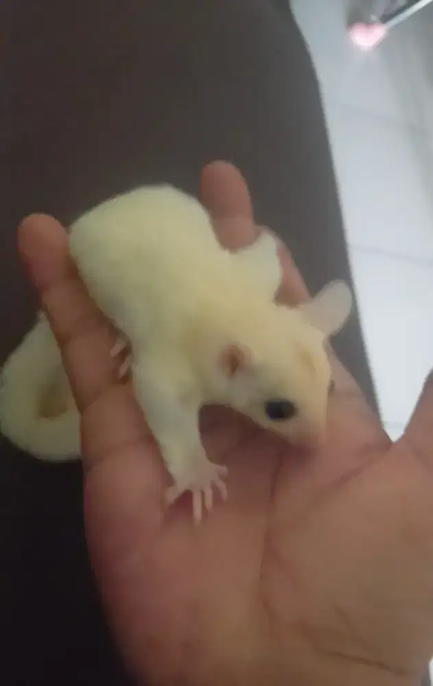 Sugar glider joy leucistic Betina
