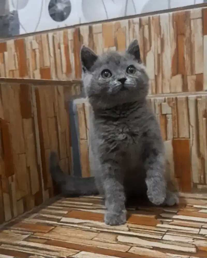 Kitten British shorthair