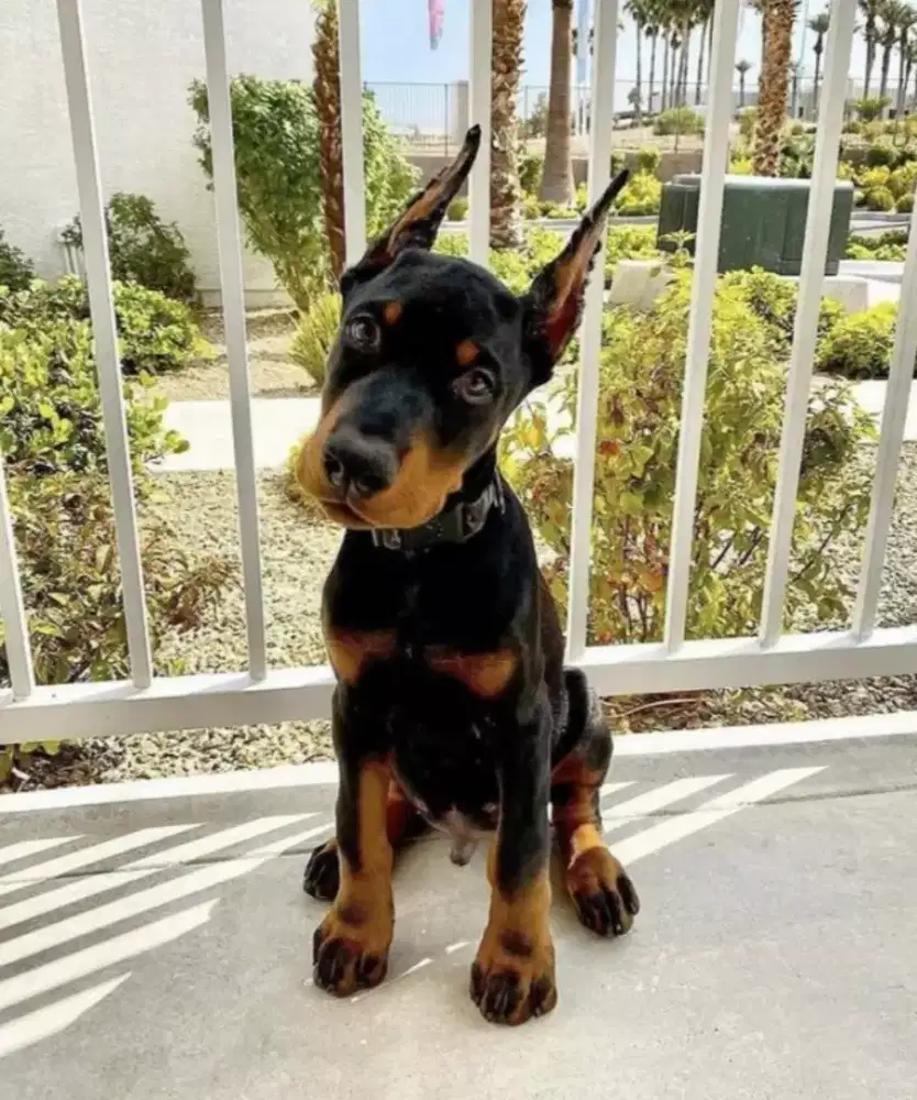 DIJUAL ANAK ANJING DOBERMAN