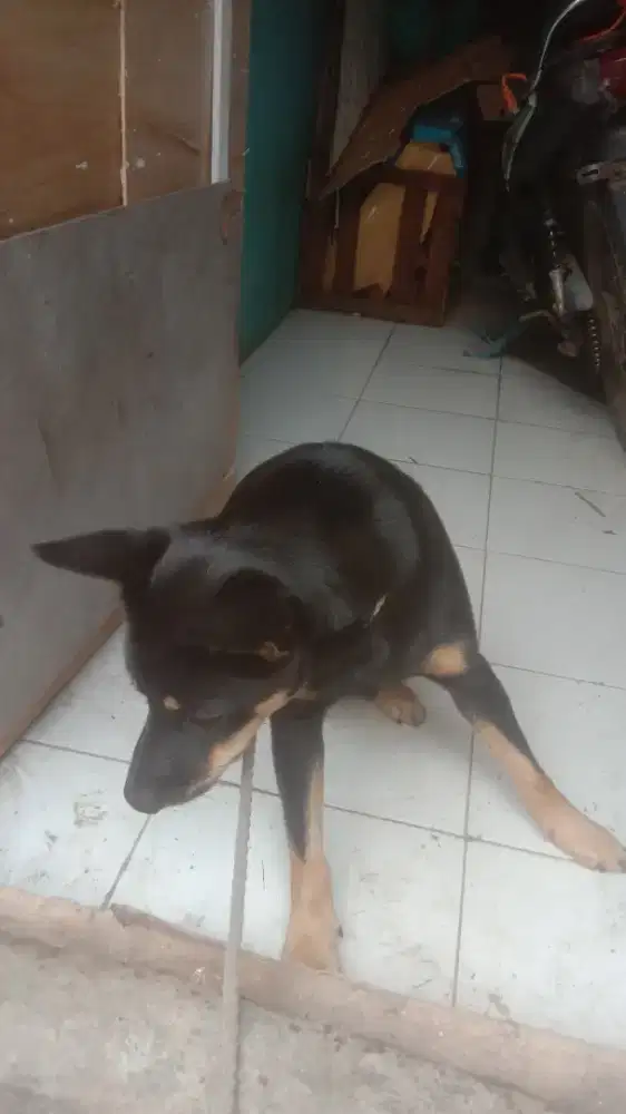 Jasa perawatan hewan ke rumah