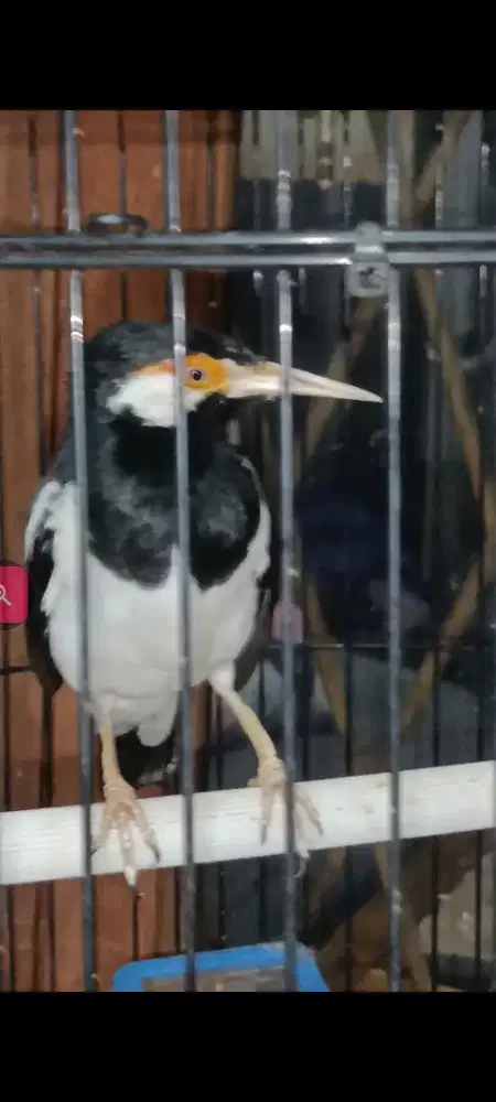 jalak suren jawa dah dewasa bukan bahan ya