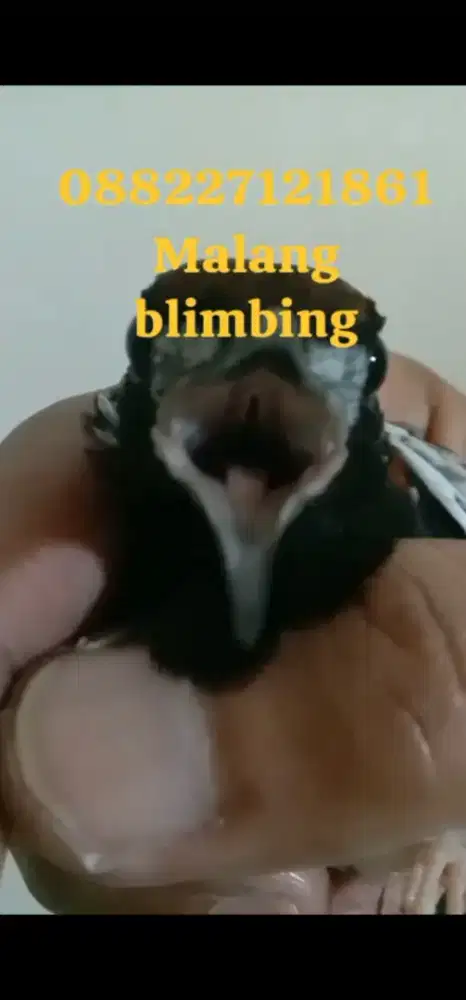 anis kembang super+video