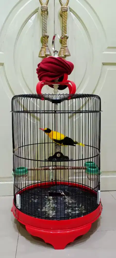 Burung kepodang Bali fulset kandang