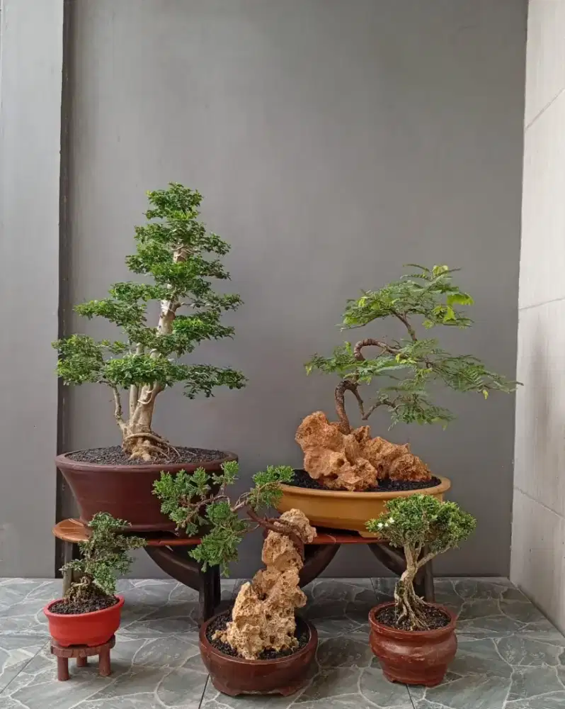 Borong murah bonsai hias 5 pohon