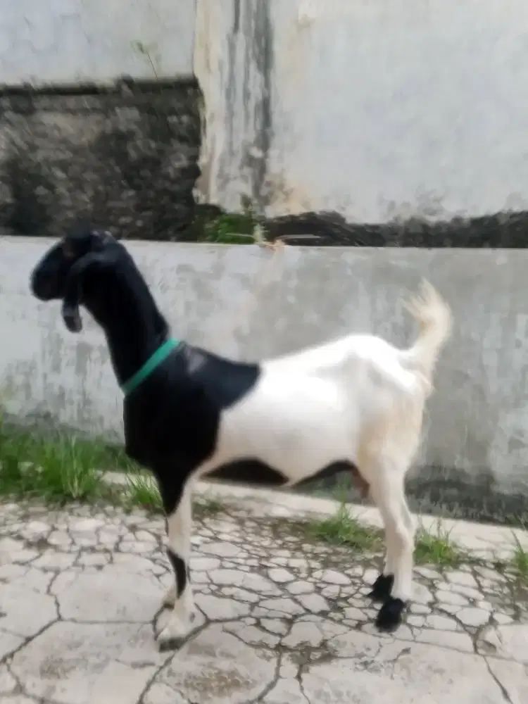 Kambing etawa betina