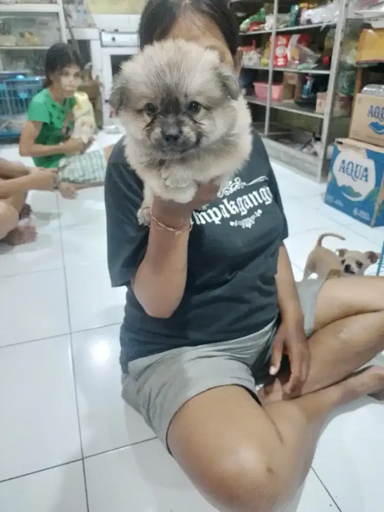 Mix pom sehat dan lincah