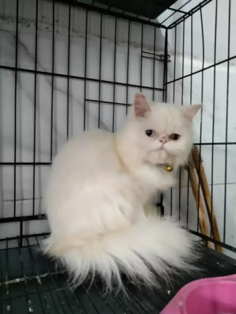 Kucing Persia pesek usia 8 bulan betina