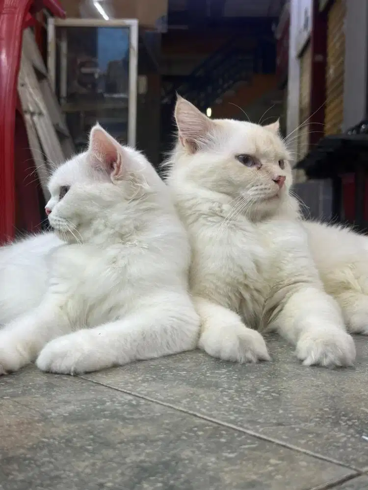 Scotosh fold persia jepang persia