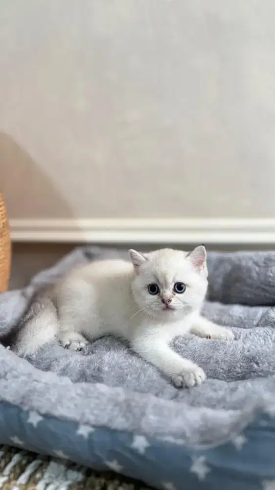 scottish straight betina golden point