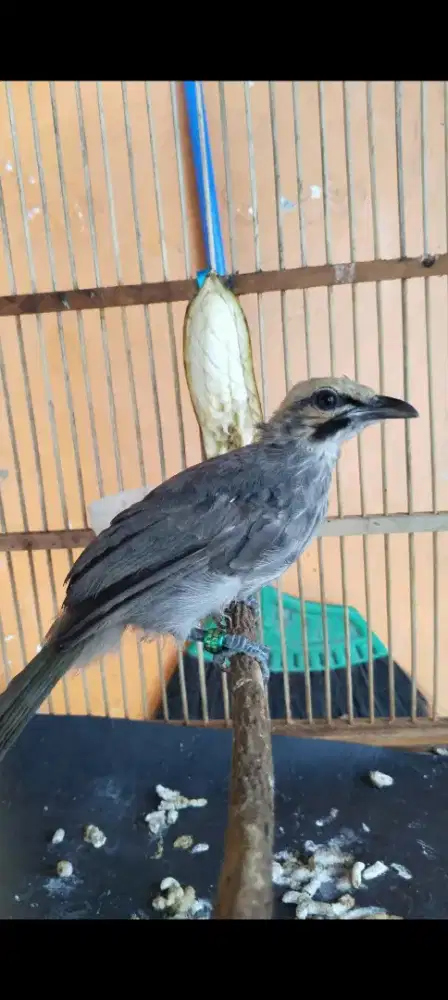 Cucak rowo anakan mandirj