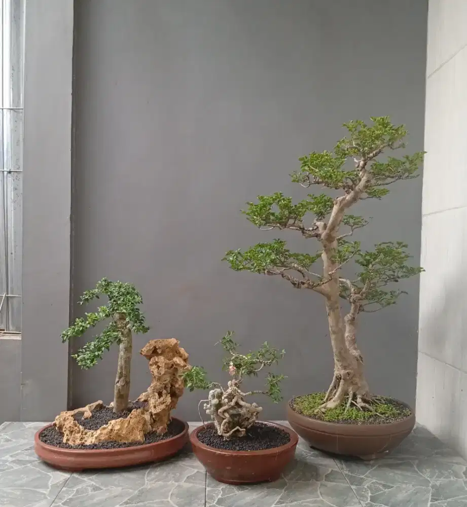Bonsai hias murah cantik ada 3 pohon
