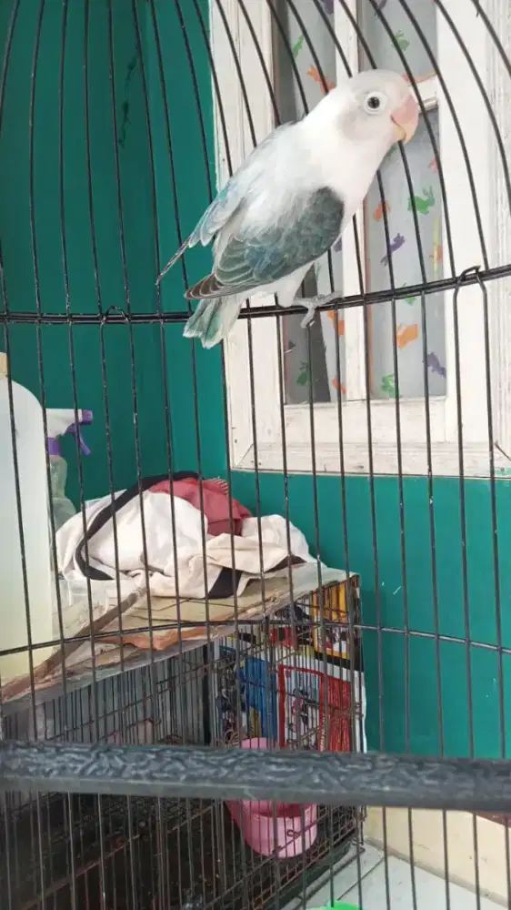 Lovebird betina muda