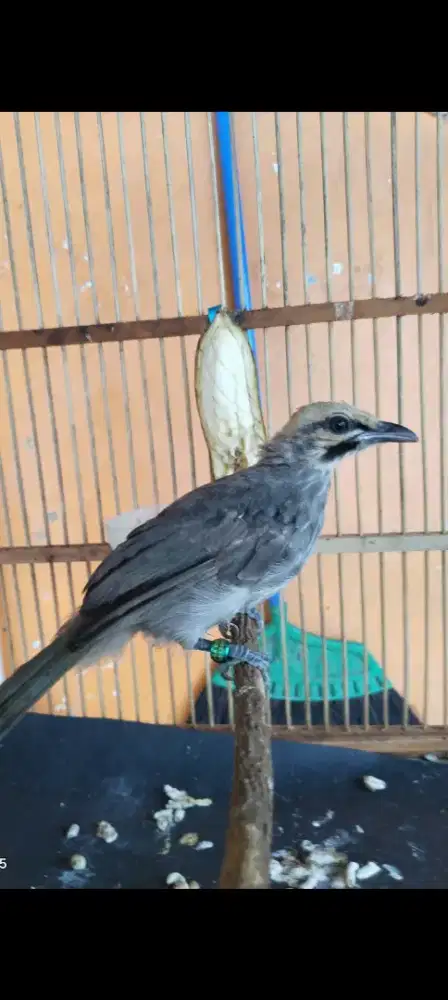 Cucak rowo mandiri body bige