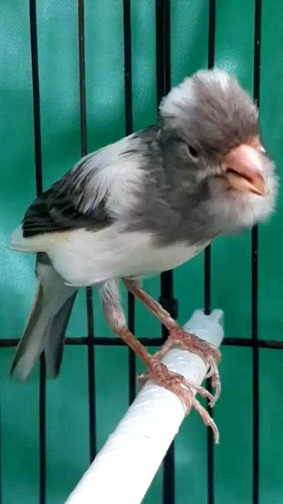 BURUNG KENARI PANDA GACOR NGEREK