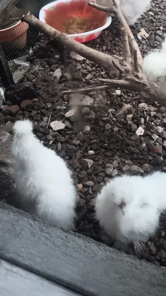 silky 3 ekor  usia 4bln an