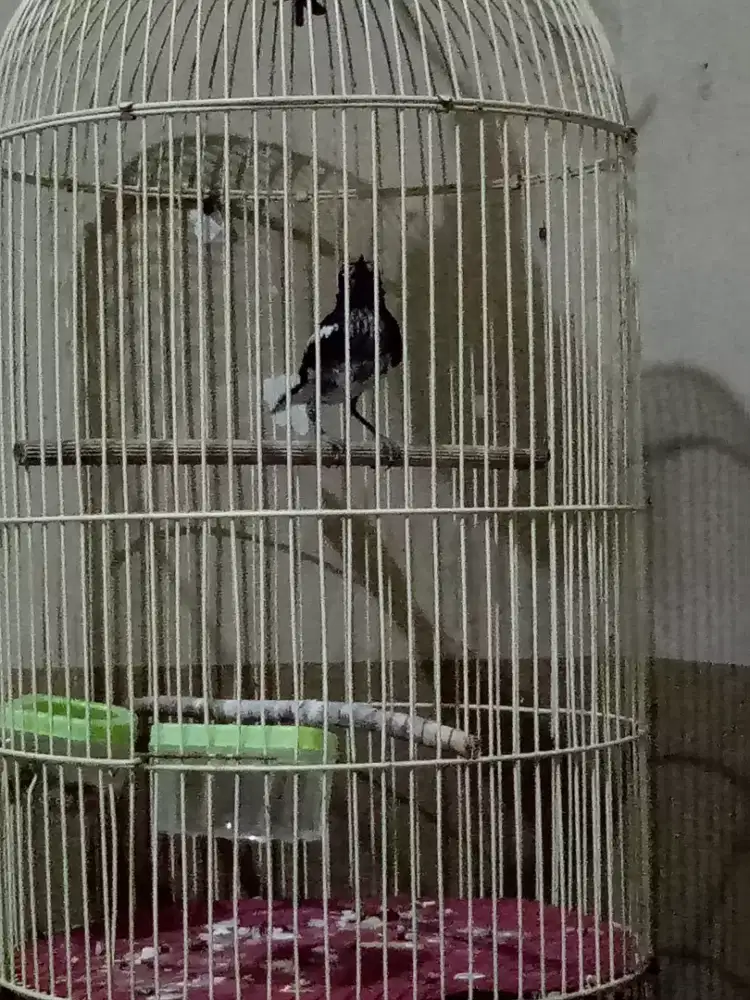 Kacer trotola jantan jawa barat