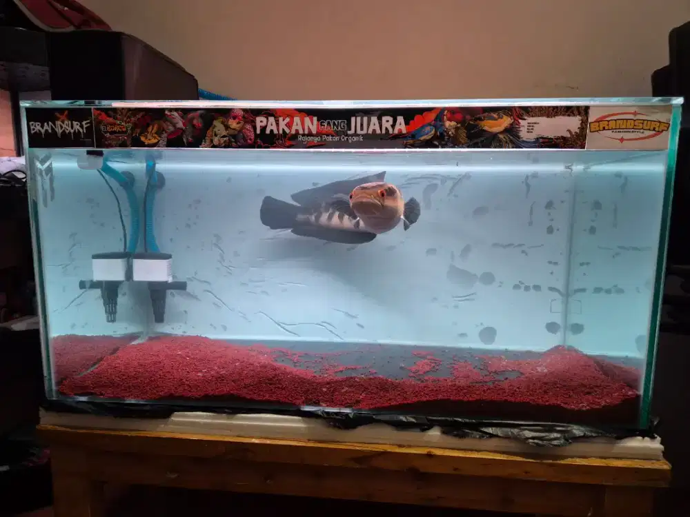 Aquarium ukuran 80x40x40