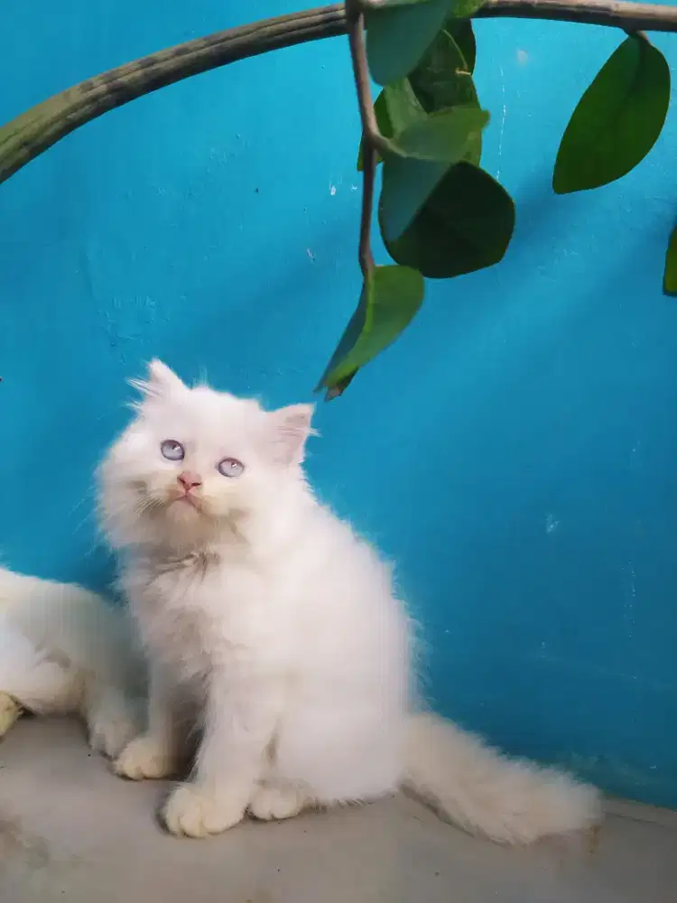 Kucing kitten persia medium