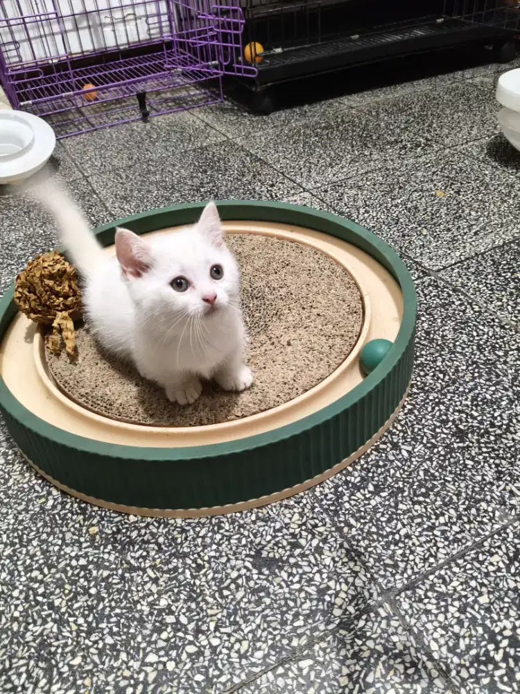 BSH MUNCHKIN WHITE SOLID