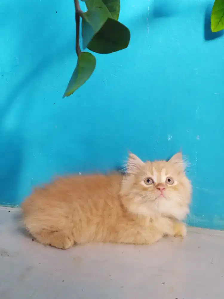 Kucing kitten persia medium