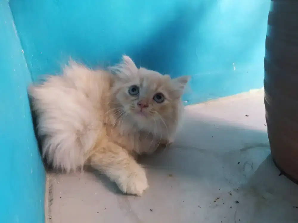 Kucing kitten persia medium
